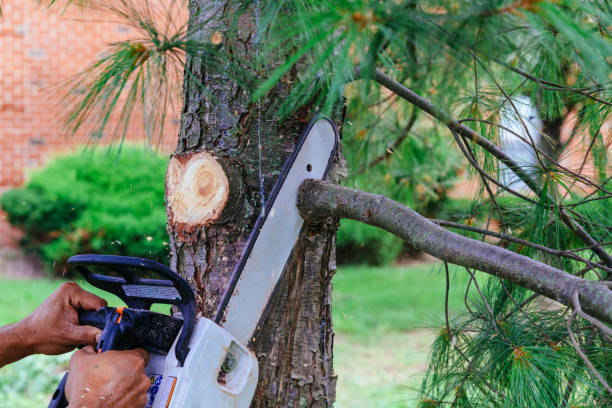 How Our Tree Care Process Works  in  Vicksburg, MI